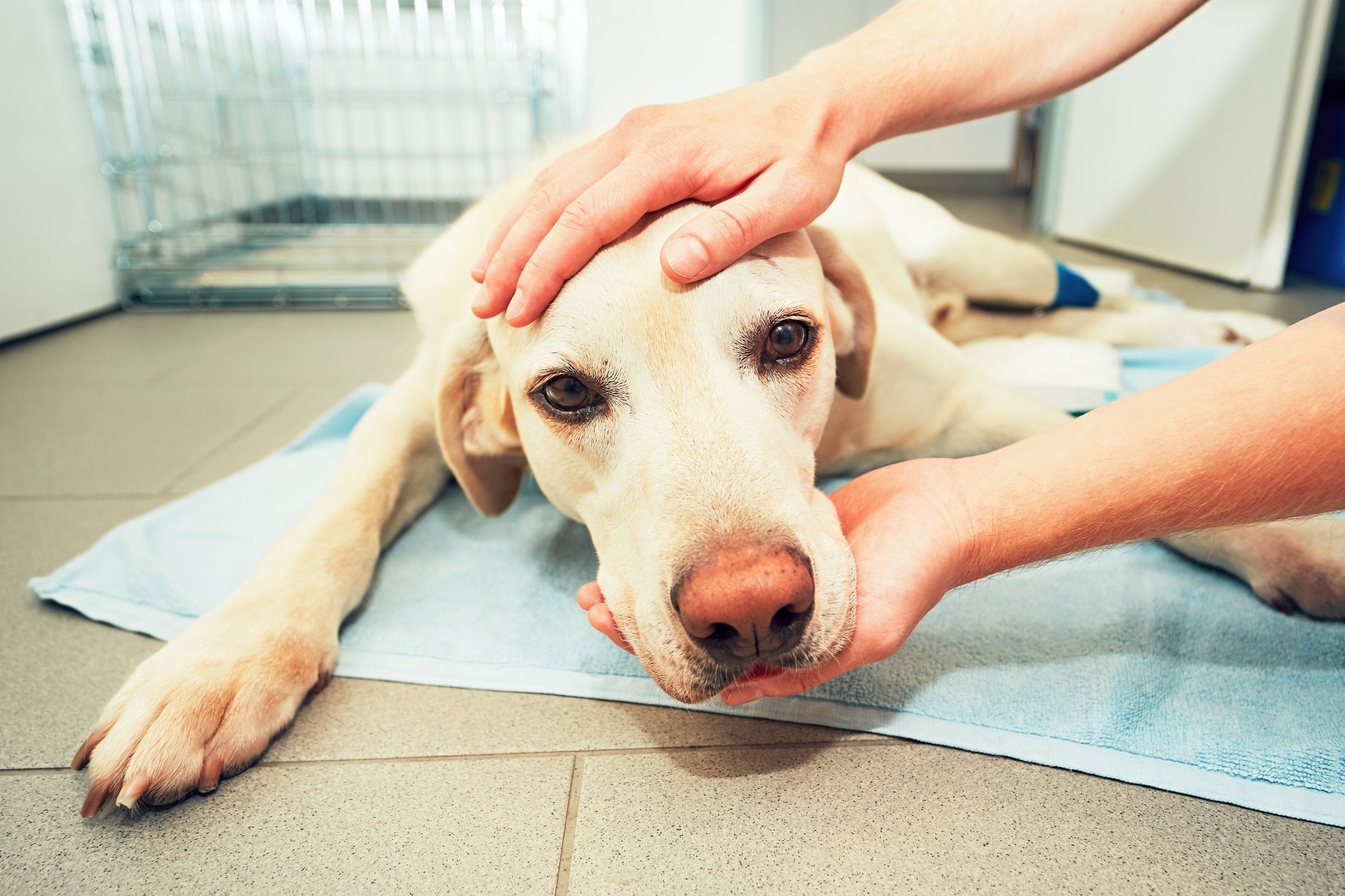 Neurological Disorders In Dogs Signs Diagnosis And Treatments Care 