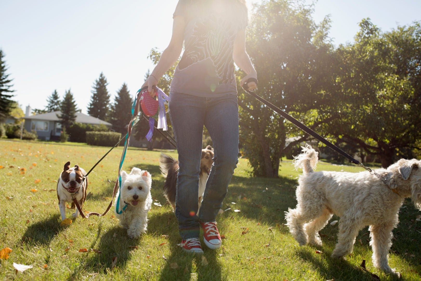 Dog walking service: Check recommendations, review qualifications