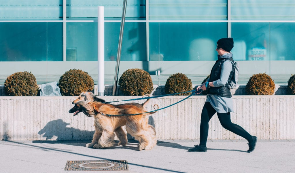 I want to be a dog walker. What will my salary be? - The Globe and