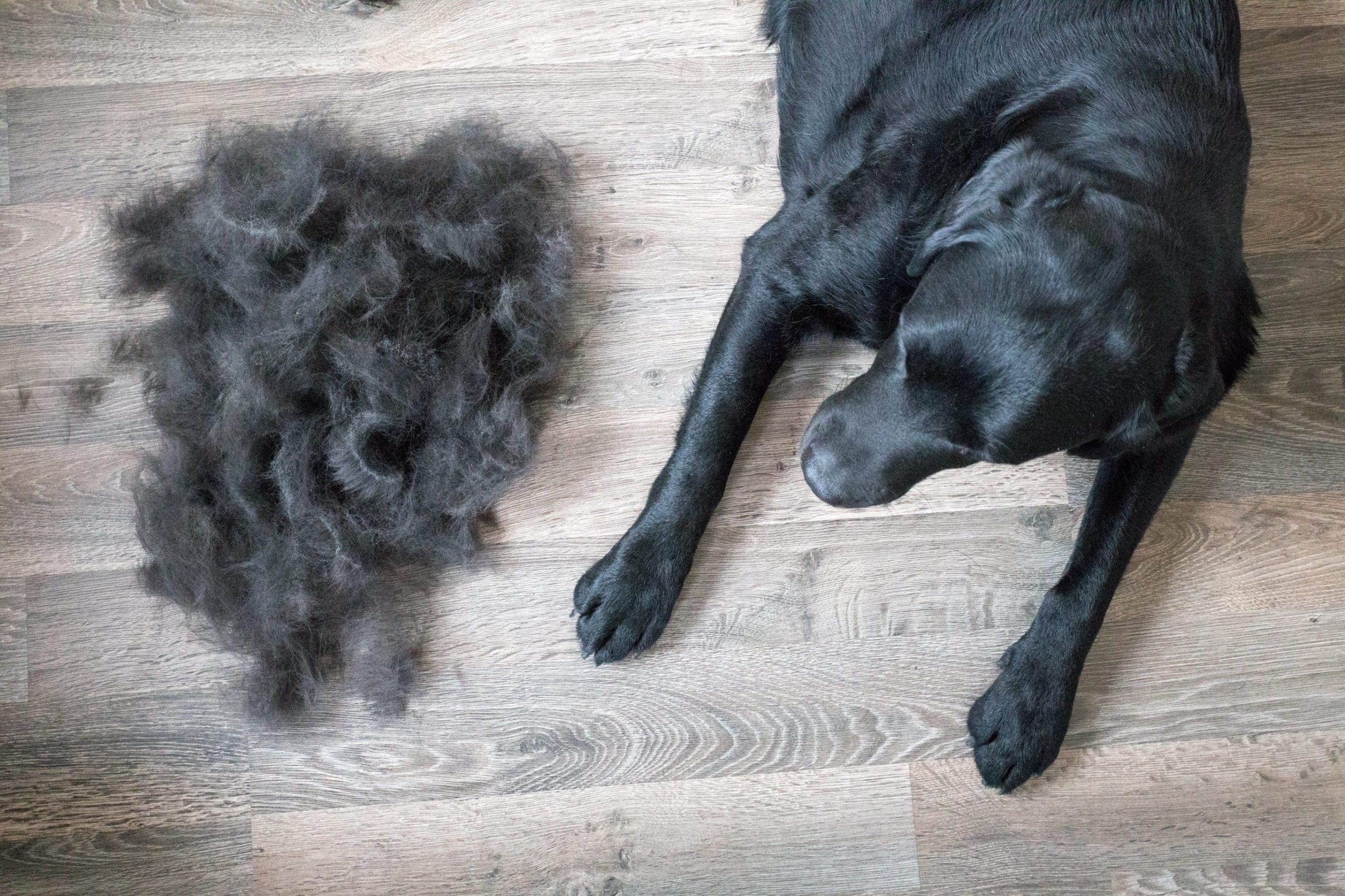 what causes a dog to shed excessively