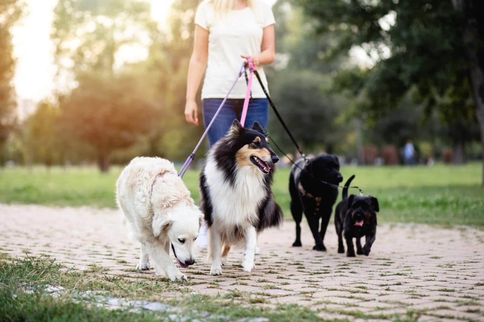 how old should you be to be a dog walker