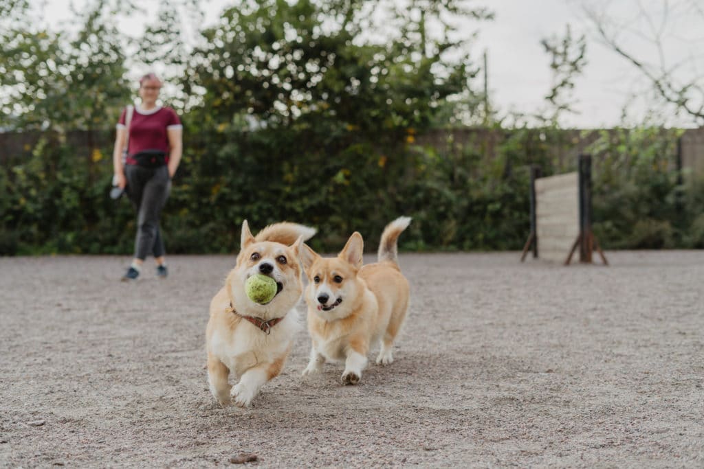 How to choose a dog boarding facility