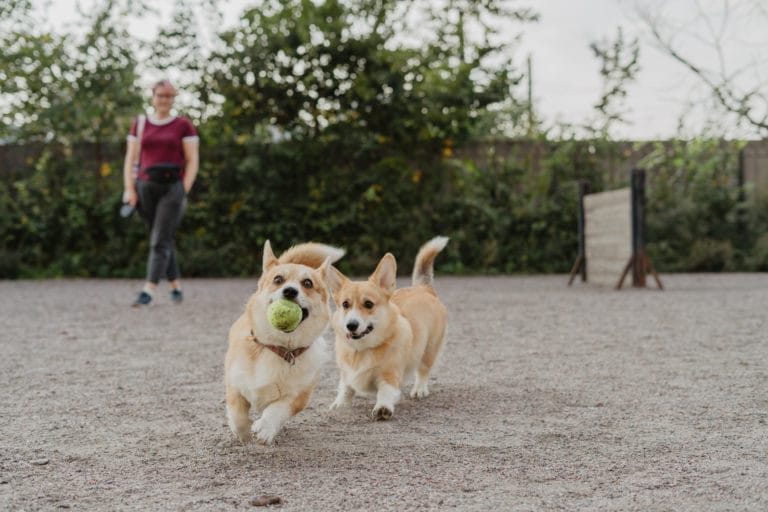 How to choose a dog boarding facility