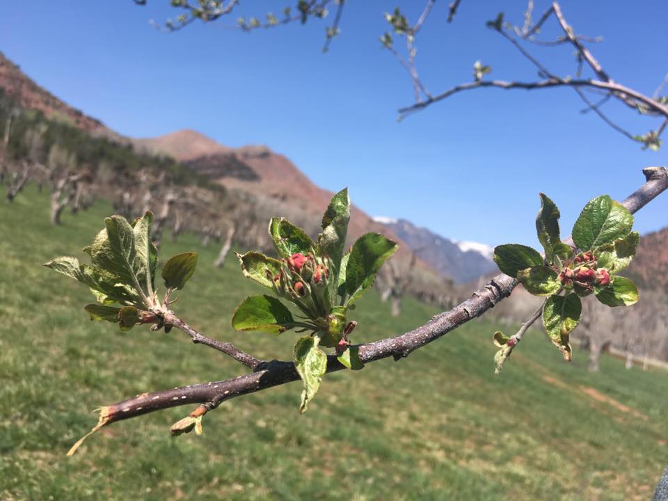 The 5 Best Places Around Denver to Go Apple Picking