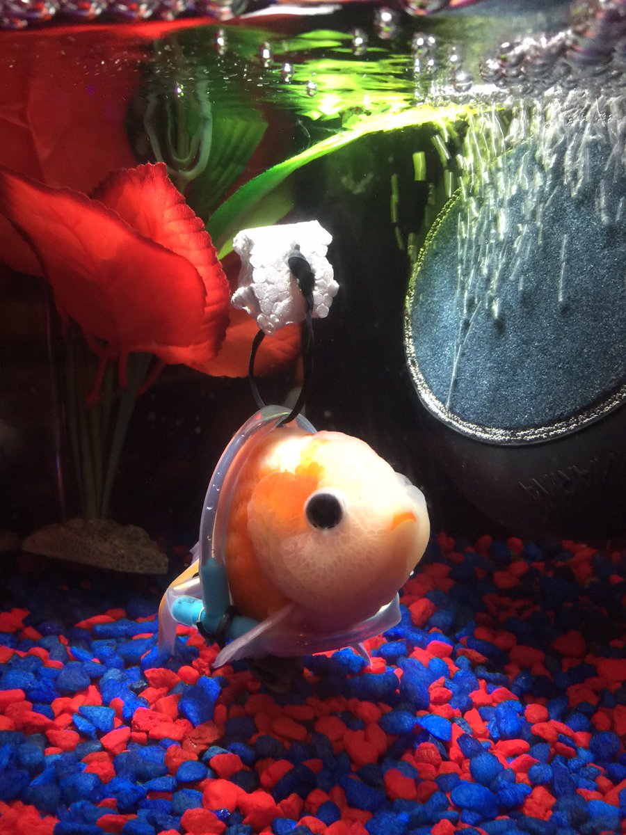 This Disabled Goldfish Got a Wheelchair and It’s the Cutest