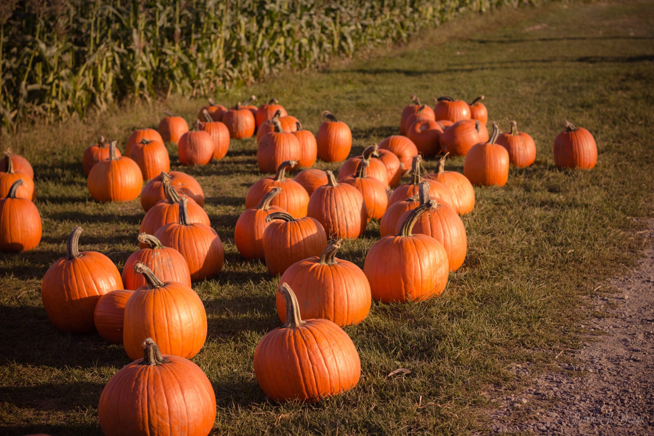 The 10 Best Pumpkin Picking Patches Around Denver