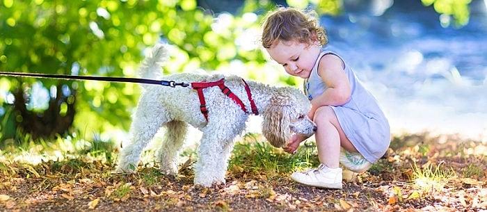 Why Hypoallergenic Dogs Make Great Pets