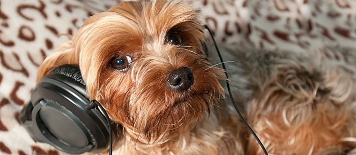 why do dogs love music