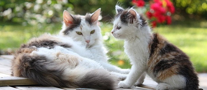 How to Tell If a Cat Is Pregnant: 5 Tell-Tale Signs