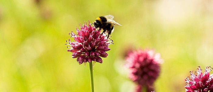 Local honey for allergy symptoms: here's what a doctor says