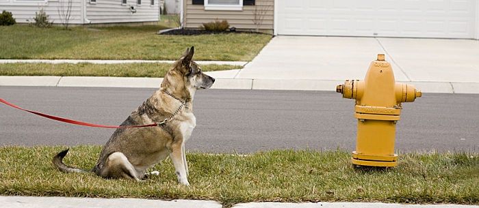 what does it mean when a dog pees blood