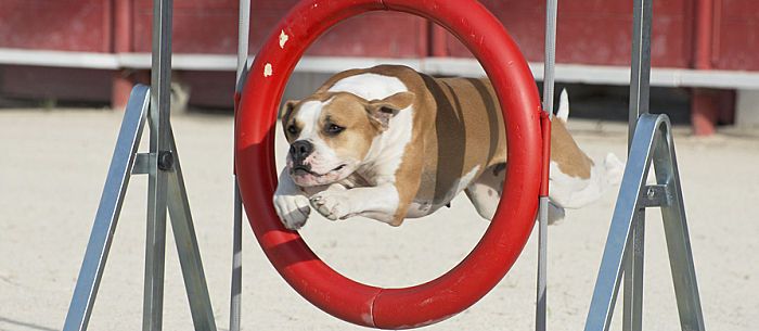 How to Make a DIY Dog Agility Course