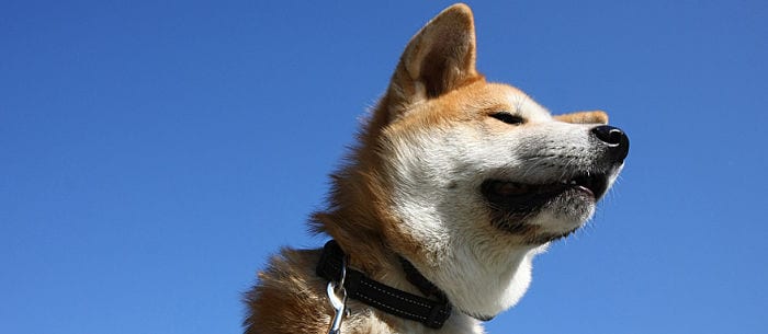 Dog breeds store similar to akita