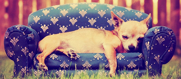 10 Lazy Dog Breeds That Make Great Couch Companions