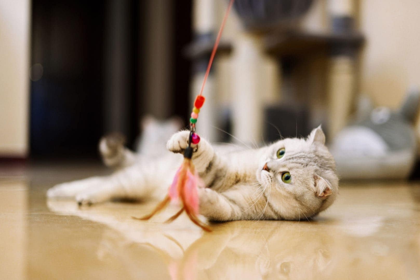 Diy shop cat play