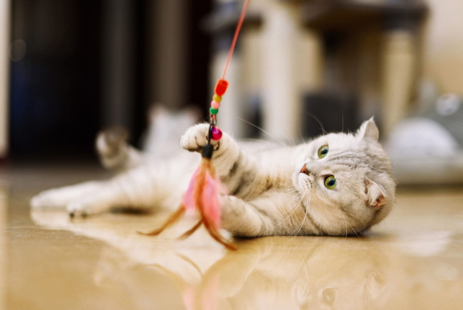 Homemade cat toy ideas best sale