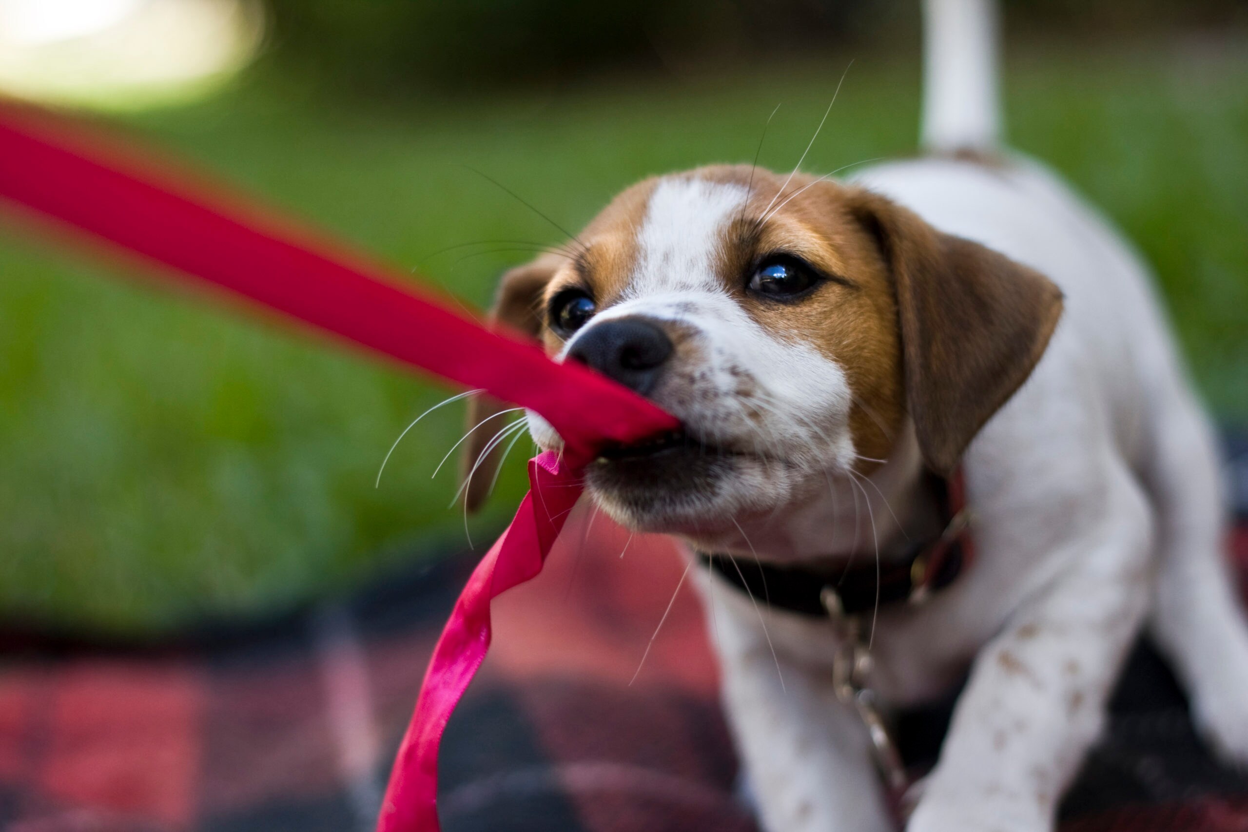 6 Addictive and Fun Indoor Game Ideas for Your Dog