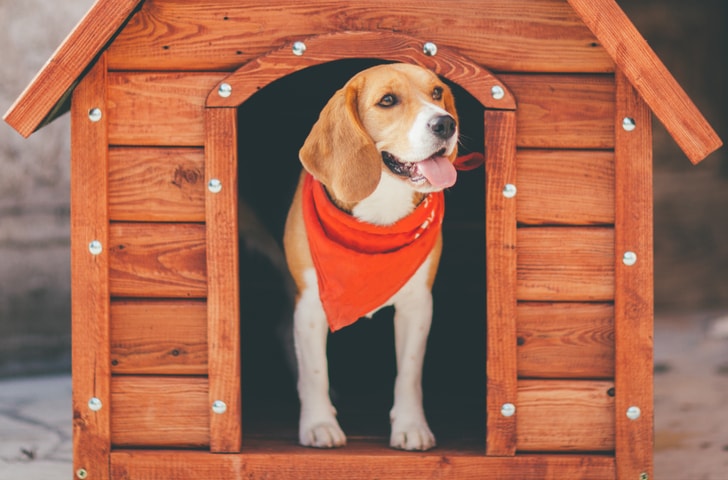 7 Signs of Great Overnight Pet Care Facilities