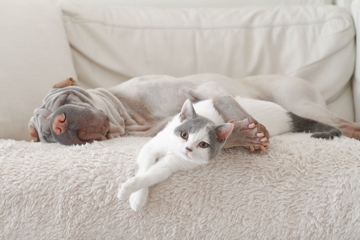Expert Pet-Friendly Interior Tips