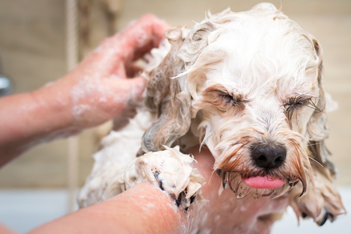 Homemade Dog Shampoo: 5 Natural Recipes