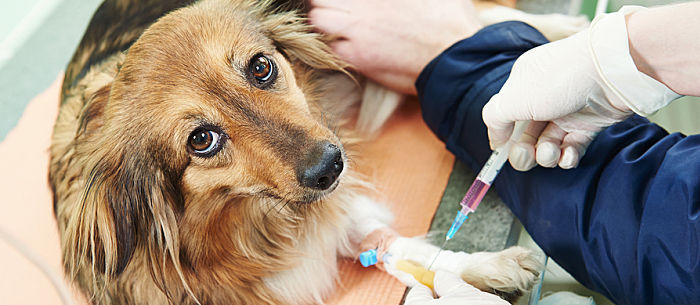 Understanding Distemper In Dogs