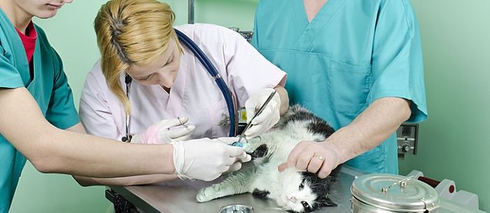 Cat Abscess: Causes, Symptoms and Treatment - Care.com Resources