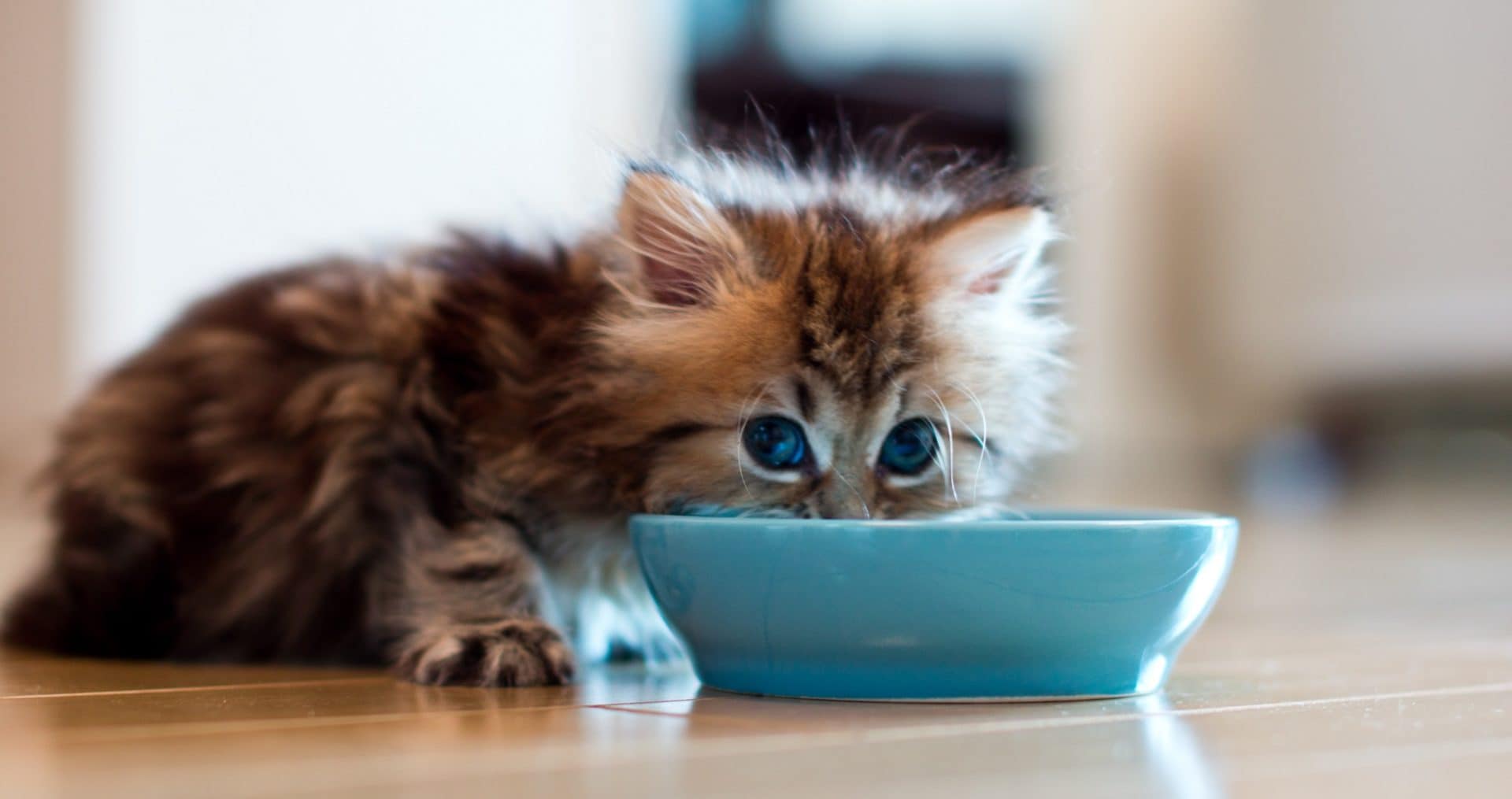 Homemade Cat Food: 5 Recipes and Tips on What Human Food You Can Share