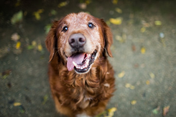 Is Your Dog Panting Excessively?