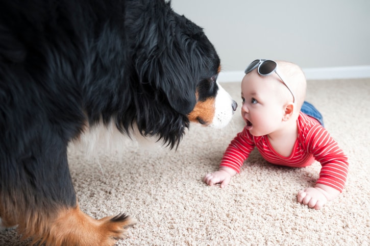 Getting Your Dog Used to Your Baby