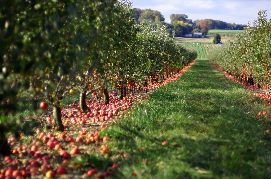 The 5 Best Places to Go Apple Picking in the Bay Area