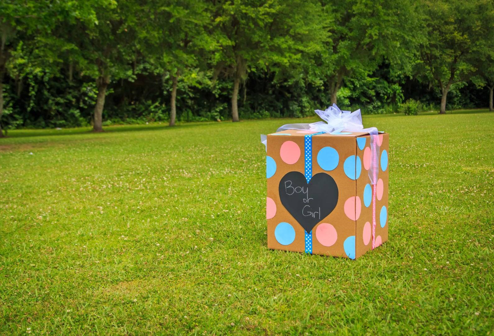 Gender reveal party sparks a wildfire — and a backlash to the destructive trend