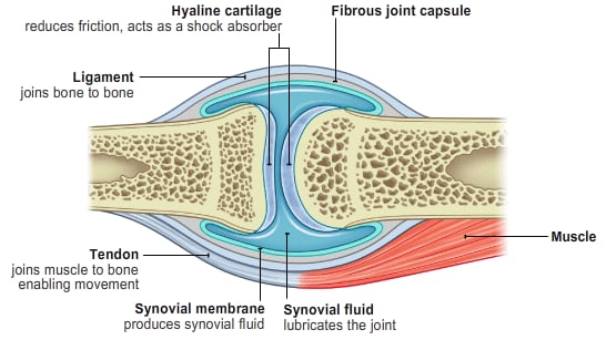 What is synovium?