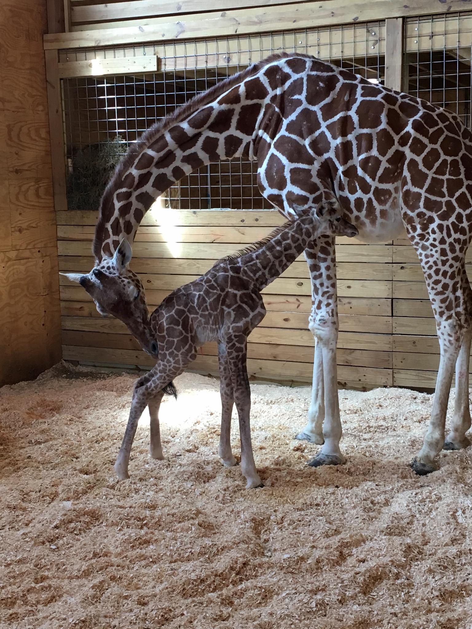 April the Giraffe Had a Baby Boy — Now You Can Vote on His Name!
