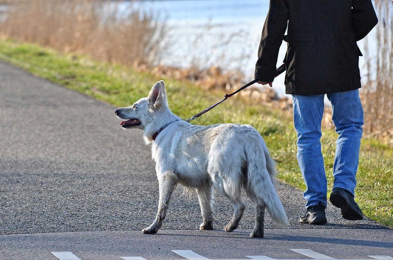 Take Your Best Friend on an Adventure With These 9 Great Dog Walking Apps