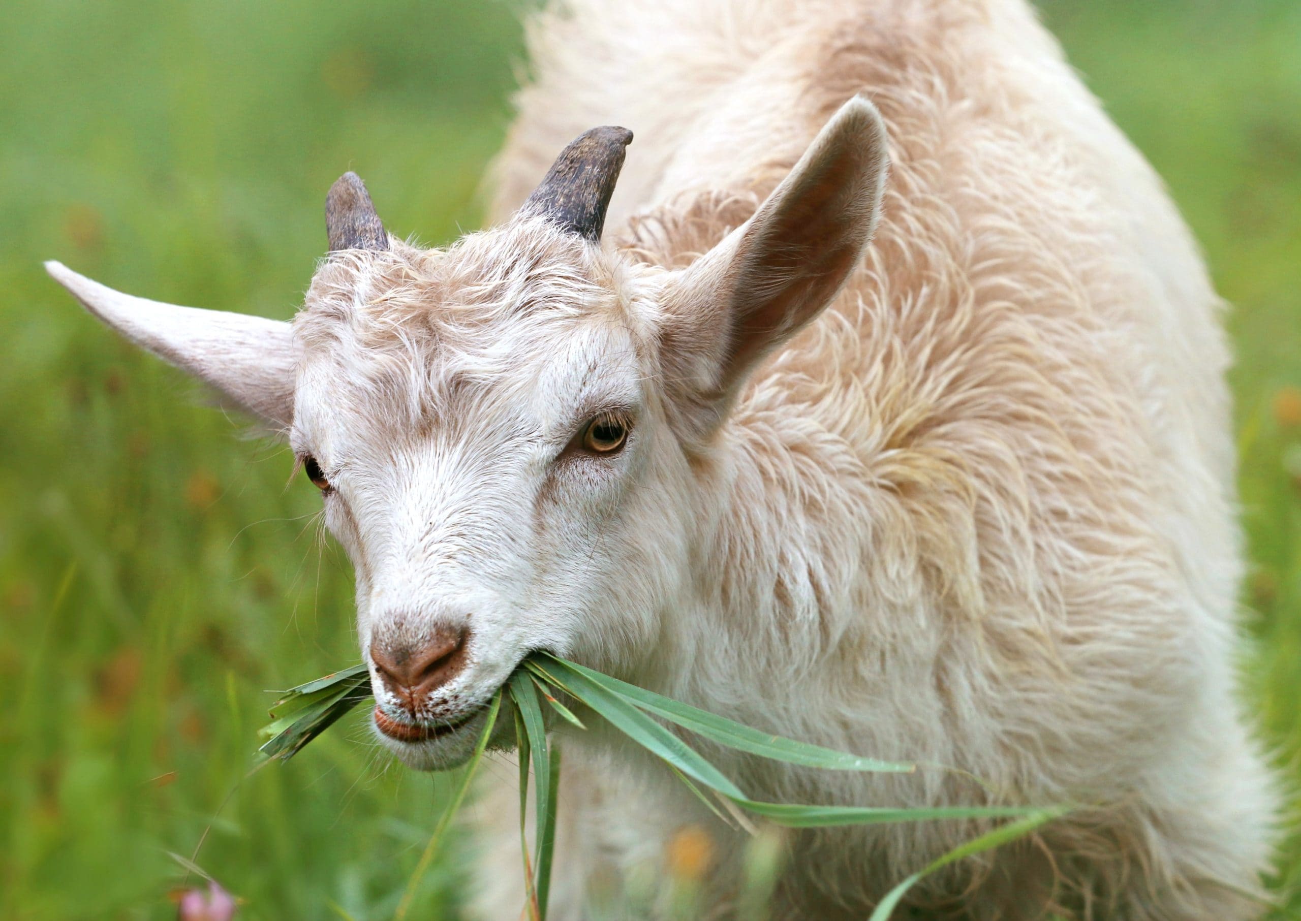 The 5 Best Petting Zoos Around Houston