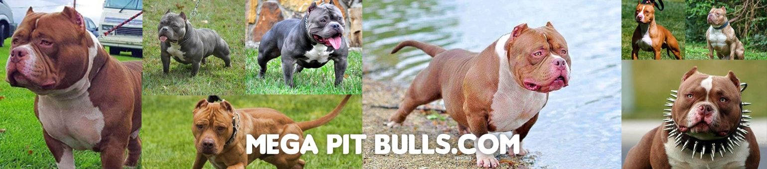 Some Facts to Know Before Buying a Pit Bull -  Resources