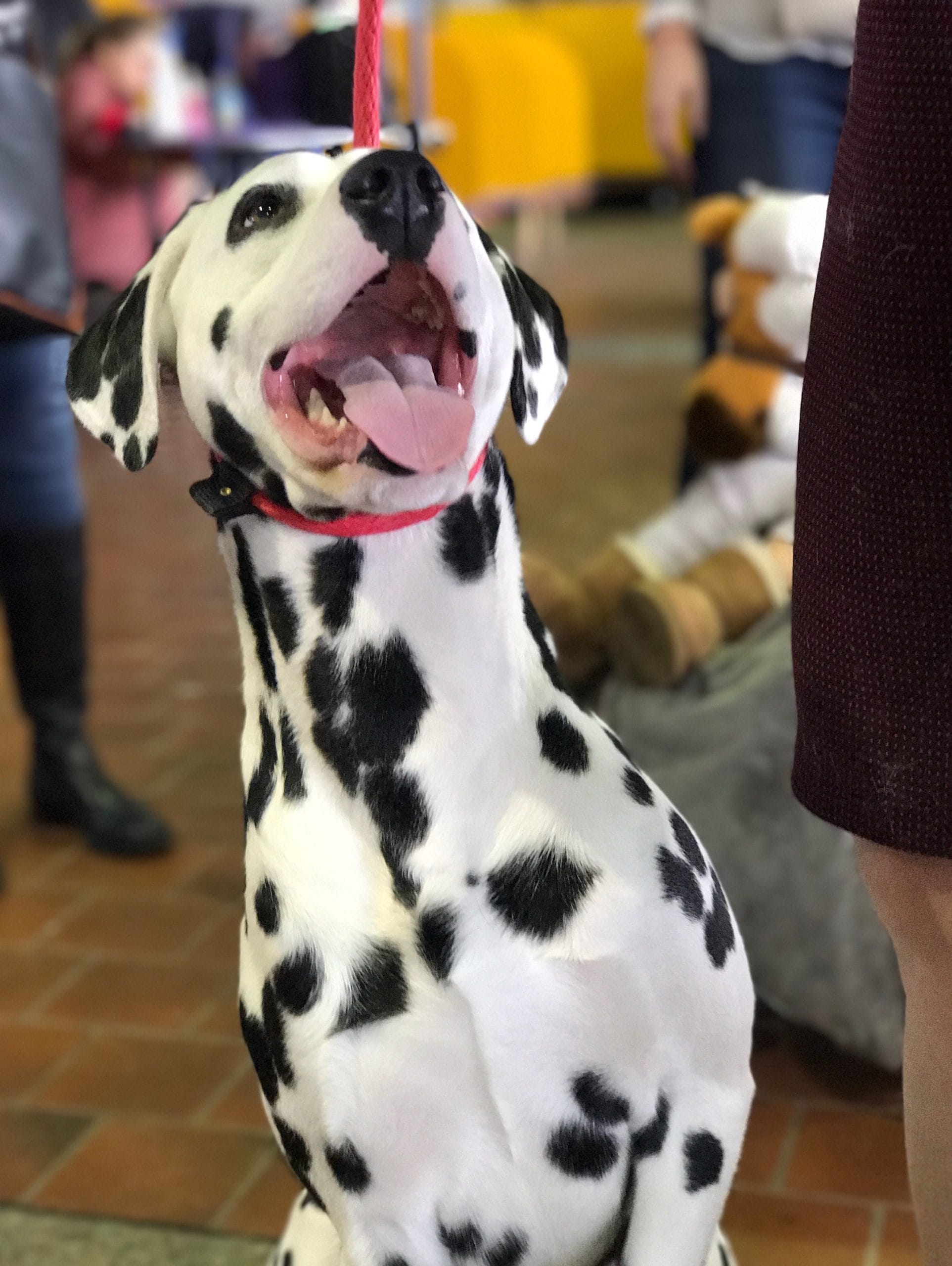 Breed of the Month: Dalmatian