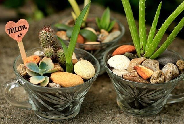 https://www.care.com/c/wp-content/uploads/sites/2/2021/06/Mini-succulent-gardens.jpeg.optimal.jpeg