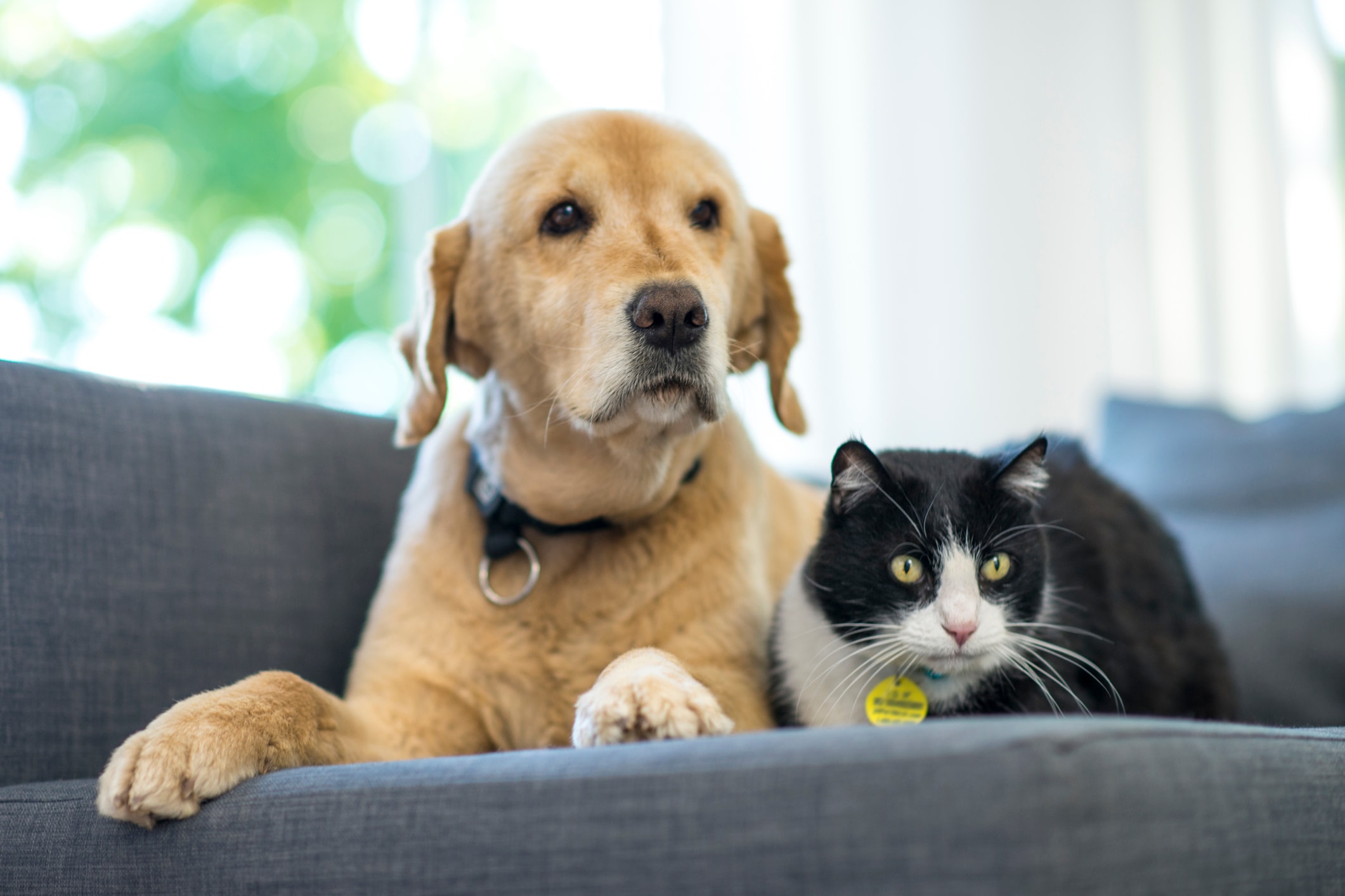 How to help pets adjust to your return to the office — and what to do if they’re struggling