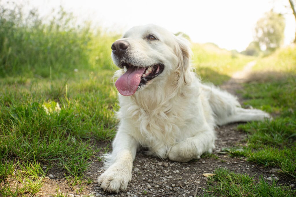 Is your dog panting too much? - Care.com Resources