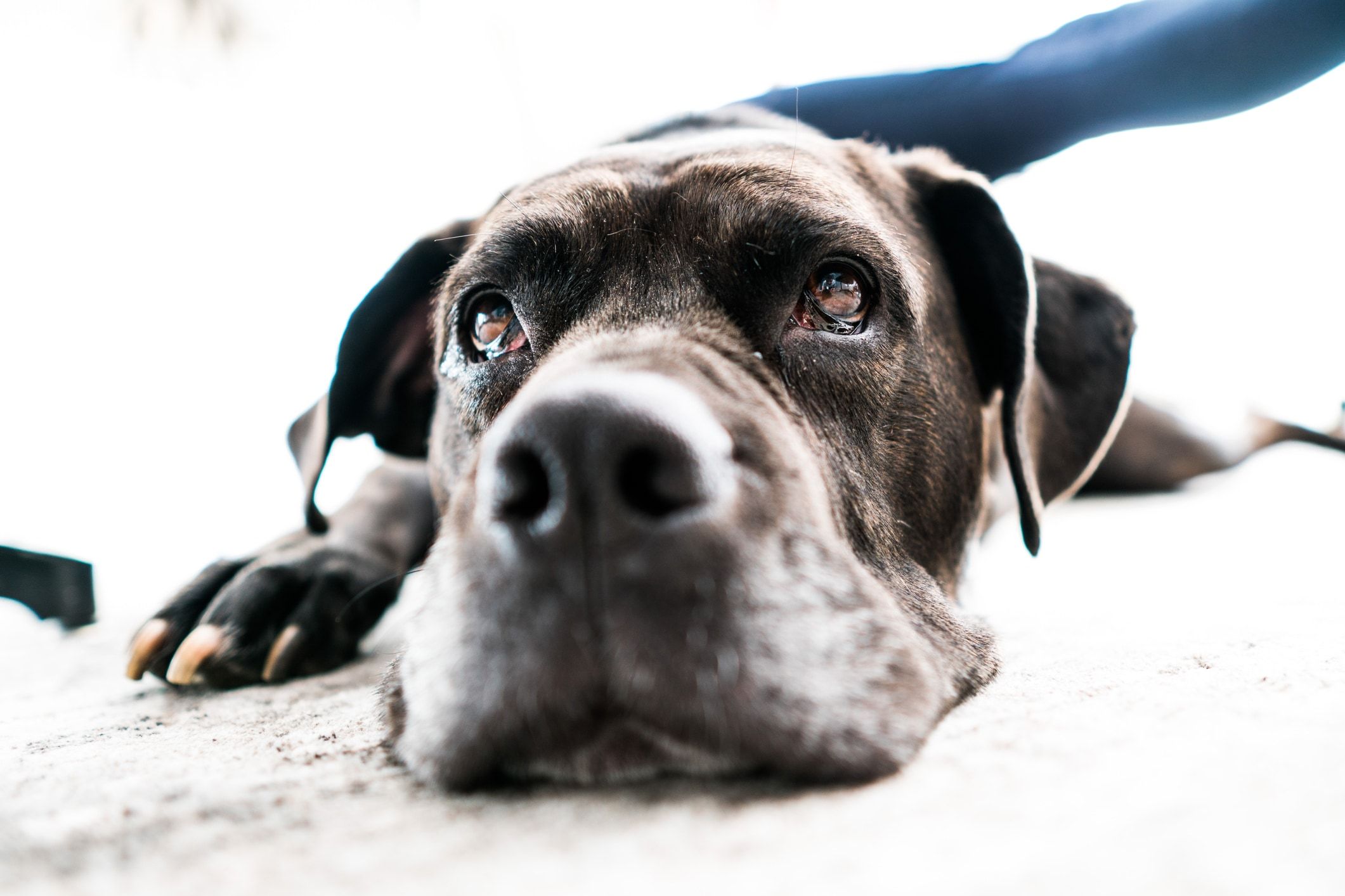 can dogs die from autoimmune disease