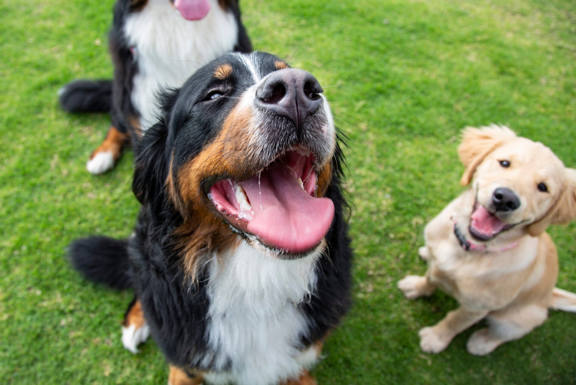 Dog walker vs dog daycare: Which one is best for your dog?