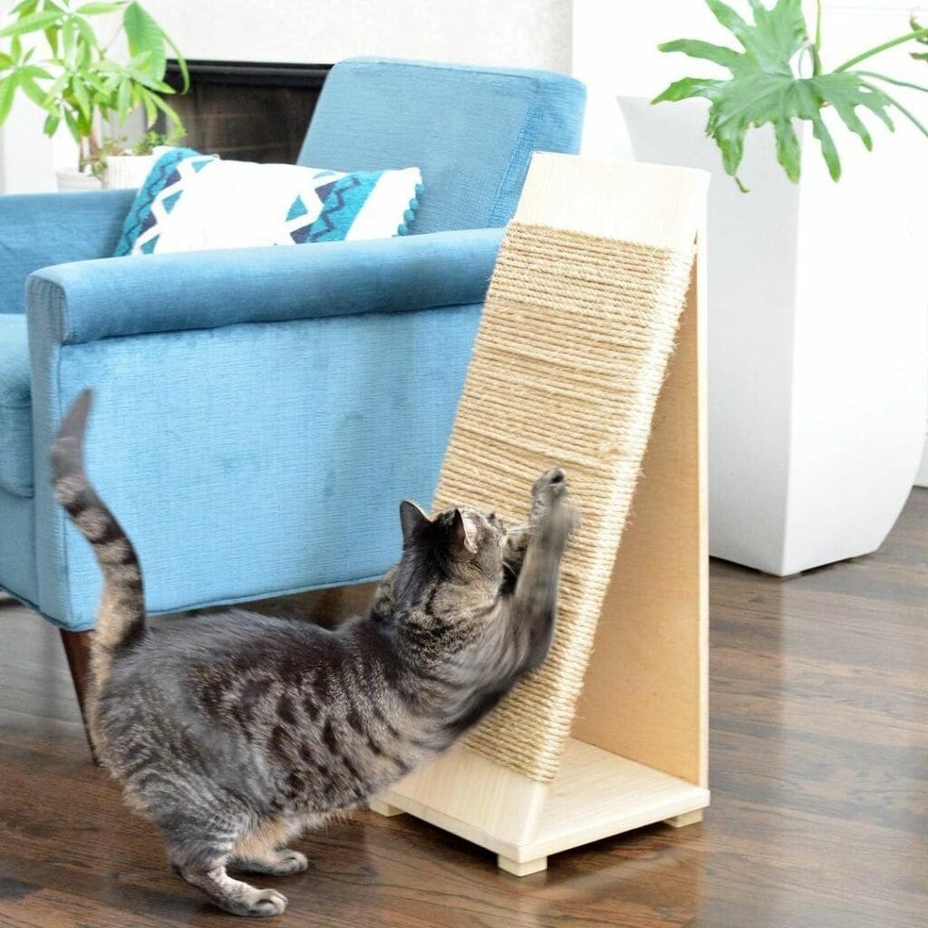 20 fun DIY cat toys that kitties can't resist