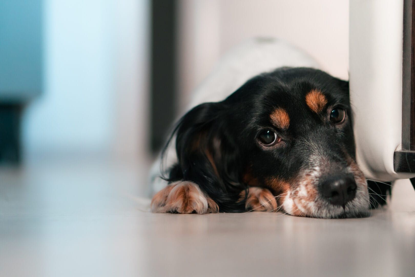 what are signs of separation anxiety in dogs