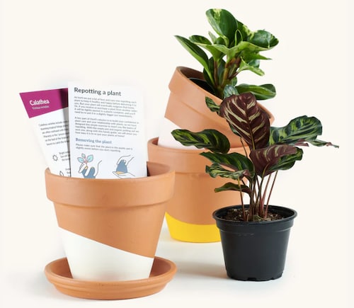 https://www.care.com/c/wp-content/uploads/sites/2/2021/11/horti-plant-subscription.png