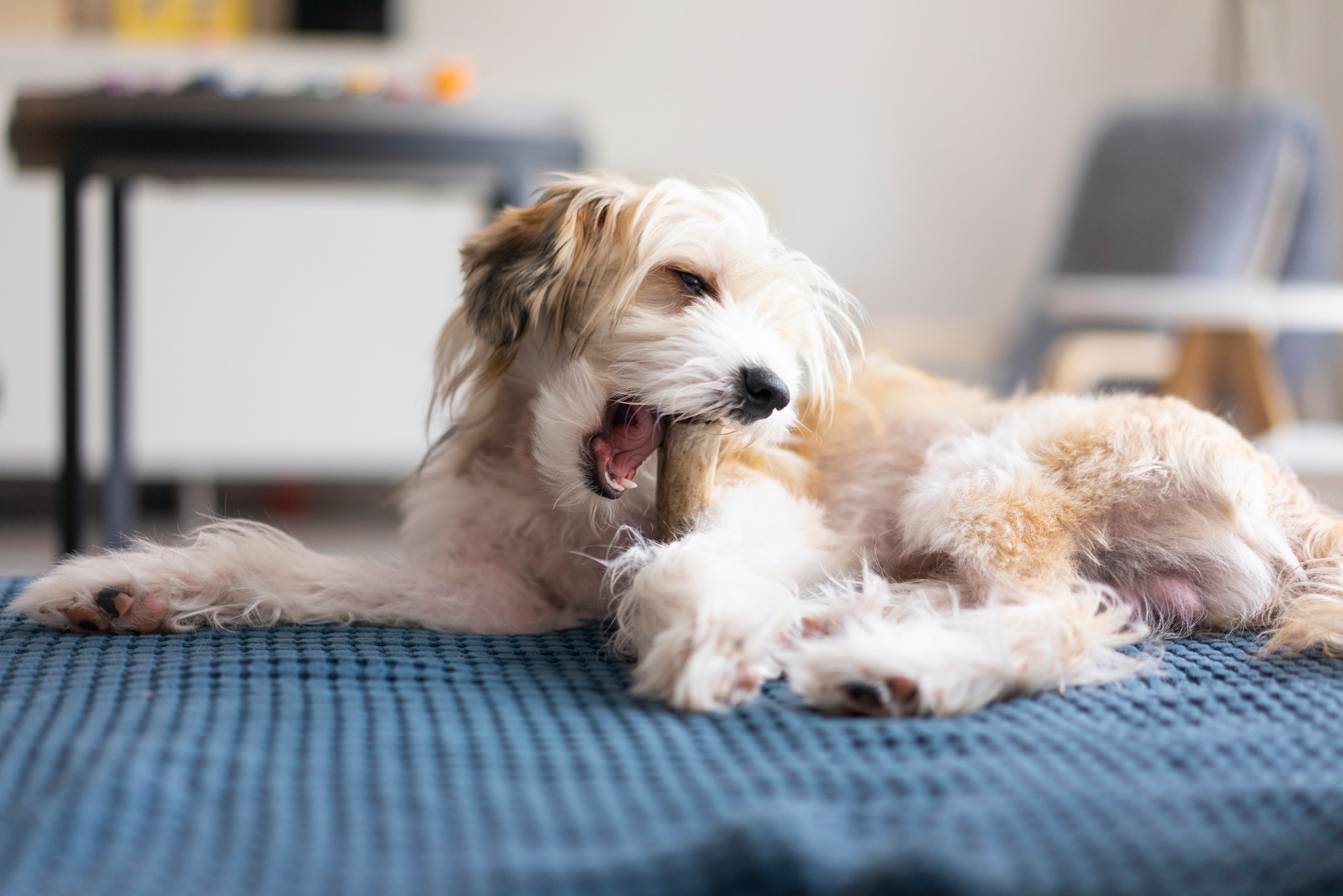 Can dogs digest store pork rib bones