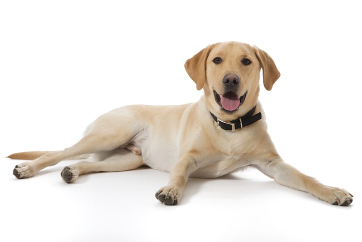 The Labrador retriever is among the most popular dog breeds in 2021