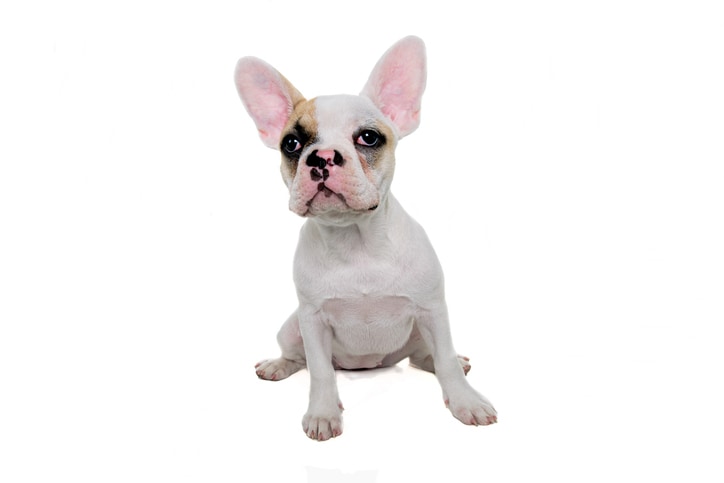 The French bulldog is among the most popular dog breeds in 2021