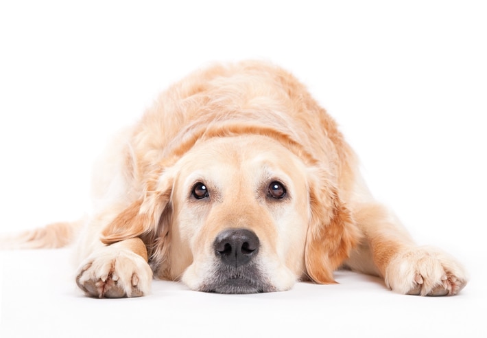 Golden Retriever is among the most popular dog breeds in 2021