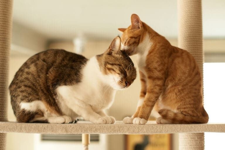 How To Introduce Two Cats And Manage To Keep The Peace At Home - Care ...